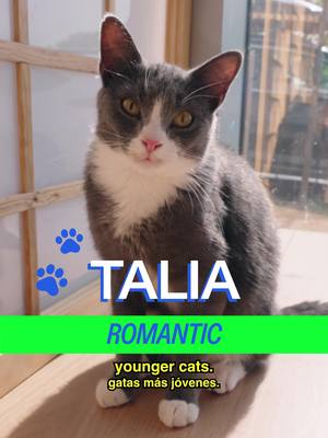 Meet the kitties of @Kokoro Cat Cafe in Flushing A show by Mad Realities Host: @MICHELLADONNA  Creative Producer/DP: Drew Rosenthal   Editor: Sean Fitzmaurice  Graphic Design: Alex Mi  PA: Vivienne S Post Producer: Christian Wallace Shriver #cat #nyc #shopcats #queens