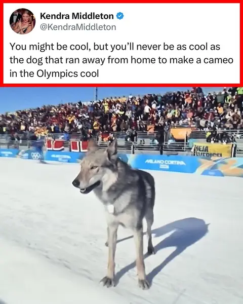 A wolfdog stole the show during women’s cross country skiing at the Winter Olympics 😂 (via @NBC Olympics & Paralympics, h/t KendraMiddleton/X, courtrasha/X, 2007warpedtour/X, emilyofeasttx/X) #olympics #winterolympics #milancortina2026 #fyp #dog 