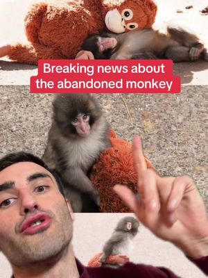 I would do anything for this monkey. #punch #monkey #japan Punch the abandoned macaque monkey update 