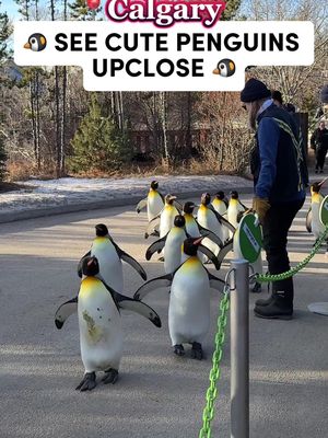 Free with your admission to the Zoo! 🐧 Everyday at 10:30am something special happens at the Calgary Zoo! ✨ The penguins go for a stroll! It’s so cute to see them march along and you get to see them so close up. 😍 This part of their enrichment, they love to stretch their legs and  look about.  Note, the event is weather dependent so if it’s too cold or too warm that day the walk can be cancelled. ❄️☃️ Sarah, Calgary Explorer  p.s. follow for more inspo on fun things to do in our city! 🏙️ 