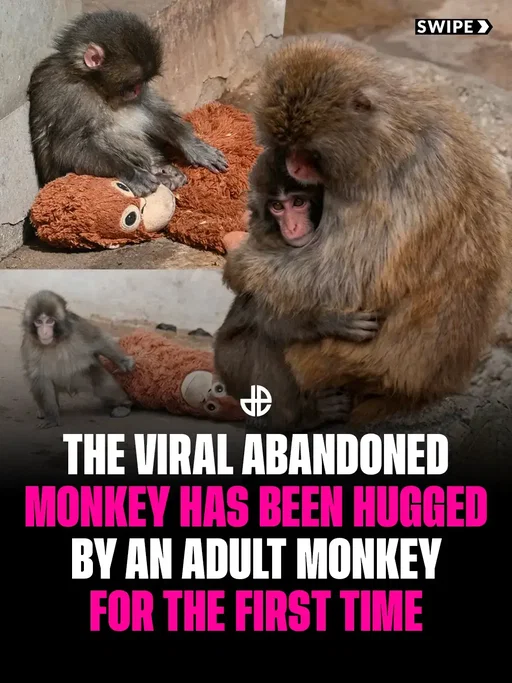 A little monkey named Punch is finally finding the family he always wanted. After a lonely start to life in July 2025 (when his mother rejected him shortly after birth) this young Japanese macaque touched hearts worldwide by relying on a stuffed toy for comfort. Zookeepers are now amazed by his social progress, with lead keeper Miyakoshi Shunpei calling him a "mentally strong" little guy who has overcome his rough beginning to live happily with his own kind. 🐒  📝: X / ichikawa_zoo #animal #animallove #viral 