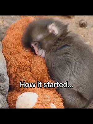 My day is better now 🥹 #punch #monkey #emotional #cute #wholesome 