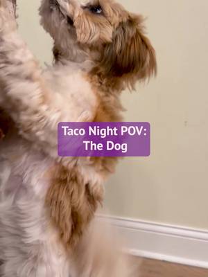 Everyone loves taco nights. But some, more than others.