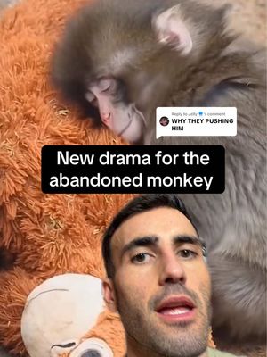 Replying to @Jelly 🪼 I am a boy mom for Punch. #monkey #zoo Punch the Macaque Tokyo Zoo update 