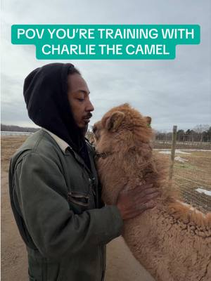 Charlie the camel has got a lot to say 