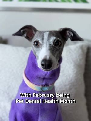 @nolatheiggy wants to let you know that if you're seeing this, it's not too late to upgrade your dog's dental routine with WHIMZEES dental treats! 🪥✨🦷 #PetDentalHealthMonth