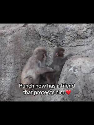 Everyday it gets better 🥹 #punch #monkey #cute #wholesome #Love 