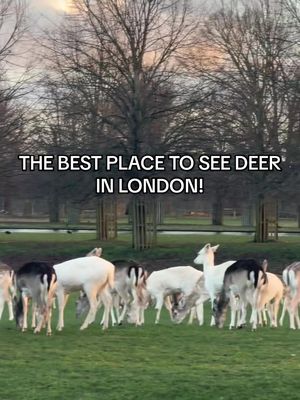 Beware though the mud here is MAD! 😂 #hiddengemslondon #kingston #hamptoncourt #richmond #deer 