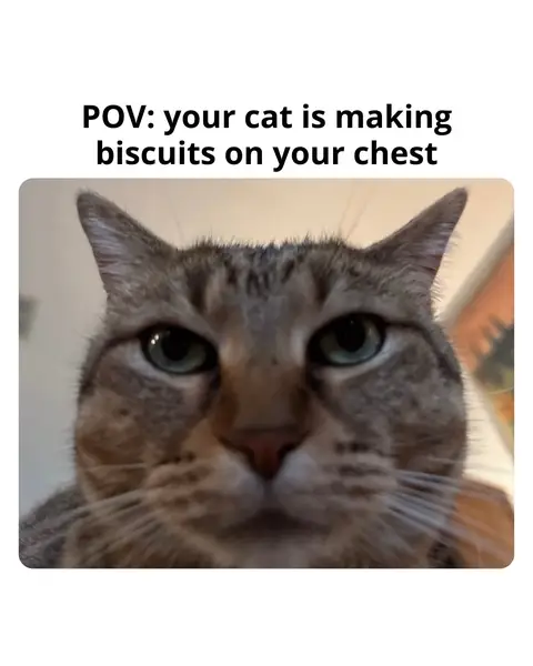 The eye contact is CRAZY  #FreshStep #IsItCrazyOrIsItLove #Funny #CatsOfTikTok #Meme