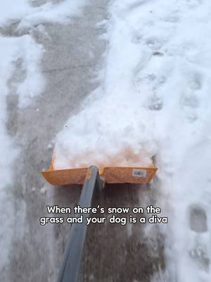 Your fur friends need to touch grass too.