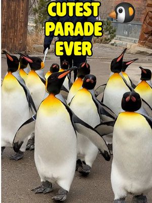 Have you ever seen penguins march? 🐧 The king penguins at the Calgary Zoo have the choice each day to leave their enclosure and go for a walk around the zoo. This parade of knee-high penguins waddling en masse is absolutely adorable. The Penguin Walk happens each day at 10:30am (until March 15th), if the temperature is less than 5 degrees Celsius and it’s not super windy. The up-close experience is included with the purchase of a Day Admission Ticket. #calgary #calgaryzoo #penguin #penguins #penguinwalk @Tourism Calgary @WestJet