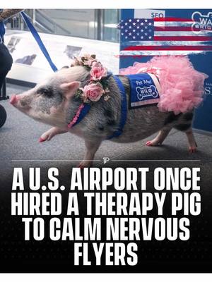 For a while, travelers at San Francisco International Airport were greeted by someone truly unique. LiLou, the world’s first certified airport therapy pig. 🐷💗 Swipe ➡️ to watch the video captured by @dawnemery. Lilou joined SFO’s Wag Brigade, a team of therapy animals trained by the San Francisco SPCA to help soothe stressed flyers. She wasn’t just any pig. She’s a Juliana breed who completed therapy training and regularly wandered the terminals wearing her “Pet Me!” vest, interacting with visitors, posing for photos, and sometimes even showing off playful tricks that made people smile.   Through her work, she helped redefine what a therapy animal can be and reminded everyone that comfort and connection can come in the most unexpected forms. #wholesome #pubity #viral 