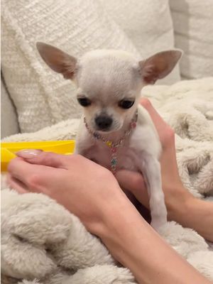 Shimmers new necklace🥺✨