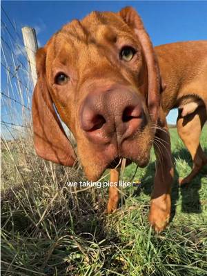 5 months of you Rusty #vizsla #puppy 