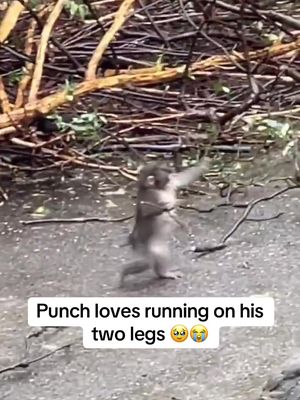 Punch really stole the world’s heart fr 🥹 #punch #zoo 