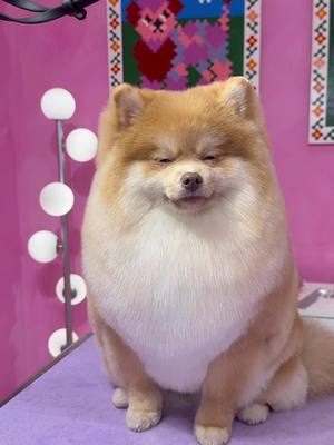 From dollars to dozing off . #dogs #doggrooming #pomeranian 
