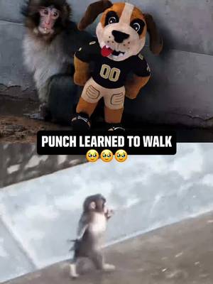 proud of him, protect punch at all costs 😤 #punch #monkey #zoo #wholesome #proud 