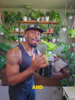 I really be convincing myself a new plant is the answer to everything. 💀🪴 Mad? Buy a plant. Sad? Buy a plant. Happy? Buy a plant. Stressed? Buy a plant. Killed one? Cool… Buy a plant. #plantparent #houseplants #PlantTherapy #plantsoftiktok #newplants 