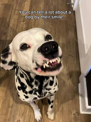 You brush daily, your dog should too ✨🪥 @greythedalmatian   Give your dog one WHIMZEES dental treat per day and you’re giving them a fun, easy way to help clean teeth, freshen breath, and reduce plaque and tartar – all while they chew 😌
