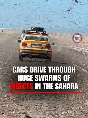 BUGGY RIDE: Drivers crossing the Sahara stunned as huge swarms of locusts slam into cars and blanket the highway.