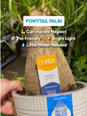 Plant parenting made easy 🌱 Meet your starter plants #gardeningtips #springhack #plantingseason 