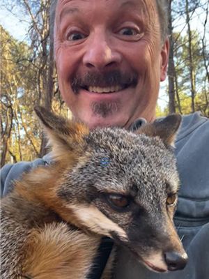 The fox from Peacemaker. #Peacemaker #RedFox #Grayfox #AnimalTok #WildlifeFacts #FoxTok #NatureFacts