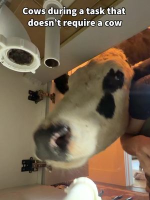Buttons is always trying to help! #cow #brucethecow #animals #farm