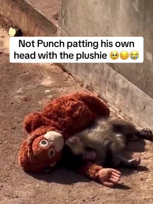 We ❤️ you Punch! #punch #zoo #monkey