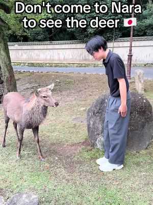 📍 Wakakusayama Hill, Nara, Japan 🦌 Just a 30-minute walk from Nara Park, Wakakusayama offers one of the best sunset views in Nara  with friendly deer roaming freely around the hill. From the top, you can see the entire city glowing under the evening sky, a peaceful and magical moment you won’t forget. ✨ If you’ve only visited Nara Park for the deer, you’re missing out — this is the real hidden gem of Nara. #japantrip #japantips #visitjapan #japanlife #nara 