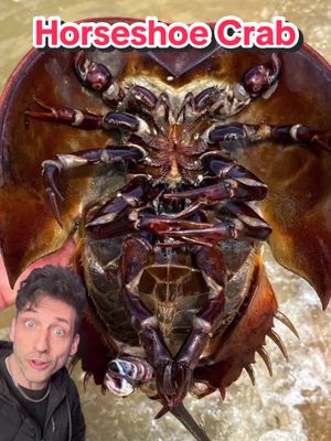 The living fossil #horseshoecrab 