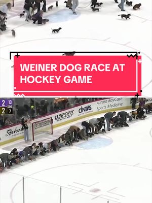 Where’s the petition to make wiener dog races a thing at every hockey game??? (via: @gamblershockey)