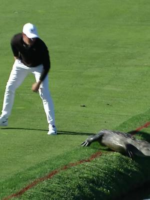 The wildlife is crazy 🐊 Cody Gribble is crazier 😳