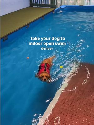 If you haven’t heard of @crcg_colorado, they are AMAZING! 💗 they offer rehab/therapy services but also CLUB F.E.T.C.H. - a membership for any dog where they get unlimited 1-hour swims for $60/month. Just have an initial session to make sure your dog is a good swimmer + they’re set! 🎾🫧 #denver #colorado #dogfriendly