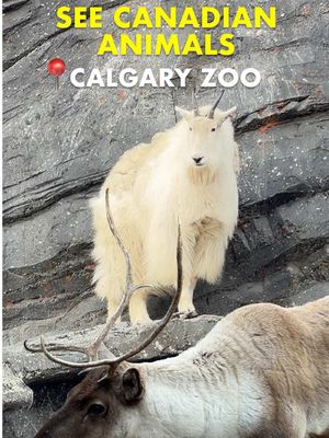 Canada is home to lots of incredible animals, like snowy owls, caribou, wolves, polar bears, otters, and mountain goats. You can see these and more in the Wild Canada section of the Calgary Zoo. I especially love seeing the otters munching on their treats and wriggling around under the water.  What animal would you most like to see in Canada? 🇨🇦  #calgaryzoo #canadatravel #yyc #calgary #alberta @Tourism Calgary
