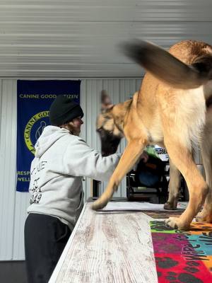 #CapCut when you over shoot your target 😆#malinois #funnydogvideos 