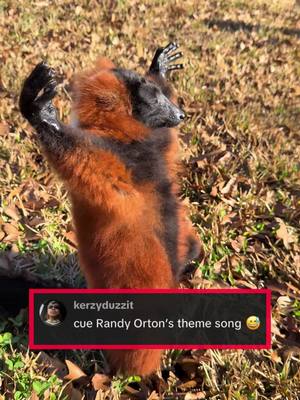 Big Randy Orton fan 😂 (via @dani_villarr) #WWE #randyorton #funny #animals 