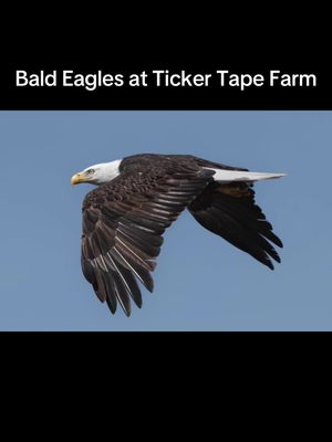 Bald Eagles at Ticker Tape Farm 2026. #eagles #baldeagles #tickertape 