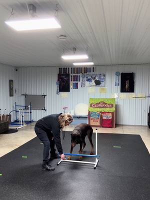 #CapCut start out with small steps and patience. The end result will be worth it!!! #doberman #dogsofttiktok 