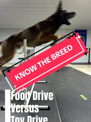 #CapCut I always get sad faces and people always question me about why I won’t let them “play fetch” with my #malinois this! This right here is just a small reason why! This dog will fly through a double pane glass window to catch his toy! #KNOWTHEBREED or leave them alone!!!!!!