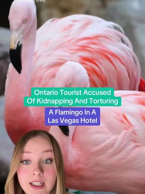 An Ontario tourist is accused of kidnapping and torturing a Flamingo in a Las Vegas hotel 🦩🎙️-@olga🌟 #lasvegas #flamingo #hotel #ontario #animals 