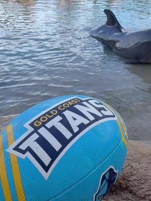 Thrilled to welcome the @gctitans to Dolphin Beach Stadium to celebrate the launch of the NRL season and deliver some fun footys to the animals for enrichment! Let’s just say… it was game on! 🏉🐬 Turns out the dolphins are more than ready for kick-off! @gctitans, you might have some competition this season! 😉