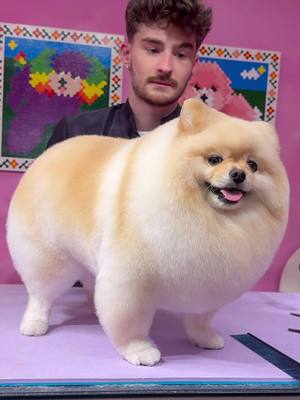 He is pombon!!  . #dogs #doggrooming #pomeranian