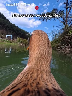 Our camera operator only accepts payment in breadcrumbs 🥖🦆 Good thing she can dive if needed 😂 📷 Xiangcunyaqu with Insta360 Ace Pro 2 #Insta360 #insta360acepro2 #actioncamera #POVcamera #povstories