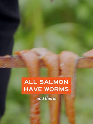 When the salmon are loaded with worms, you get a little creative in your preparation for making them into table fare. #meateater #fueledbynature #fyp #alaska