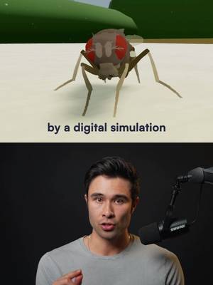 🪰 Researchers at Eon Systems have created a virtual fruit fly controlled by a simulated brain modeled on the actual Drosophila connectome, a map of roughly 140,000 neurons and 50 million synaptic connections. The digital fly can taste, navigate toward food, groom itself when coated in virtual dust, and respond to visual stimuli. Its brain model drives a physically accurate 3D body simulated with real joint mechanics and contact forces. The team emphasizes this is an integration of existing published research rather than entirely new science, and significant limitations remain: the neuron models are simplified, internal states like hunger are largely absent, and only a handful of behaviors have been implemented. Still, researchers call it a promising platform for studying how brain structure gives rise to behavior. Relevant article/studies for more info: “The First Multi-Behavior Brain Upload “ published by Dr. Alex Wissner-Gross (alexwg on X) DOI: 10.1038/s41592-024-02497-y DOI: 10.1038/s41586-025-09029-4 DOI: 10.1038/s41586-024-07763-9