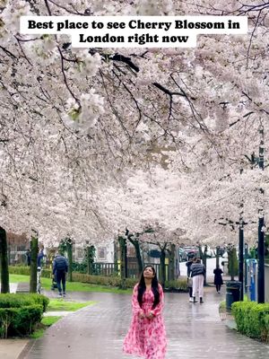 This is the best place to see Cherry Blossom in London right now 🌸🌸 This is the same place where Community centre cafe (most Instagrammable cafe right now) is located as well. 📍 Swiss Cottage Open space 🚉 Nearest station is Swiss cottage 📌 It’s located between Swiss cottage station and Swiss cottage library #londonparks #londonguide #thisislondon #tiktoklondon #londonbylondoners  London Blossoms | Cherry blossom London | London in bloom | Swiss cottage london