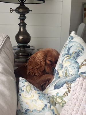 My bestie🐶 #cavalierkingcharles #cavalierkingcharlesspaniel #cavalierpuppy #rubycavalier #cutedogsoftiktok 