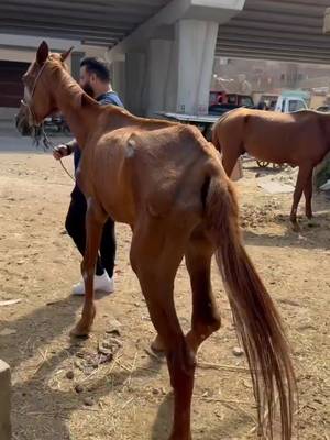 #farrier #farriersoftiktok #horses #asmr #satisfying 