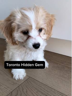 Hidden Gem: Mom and Dad's Kitchen with @ACANA™ Pet Food  Check out proudly crafted Canadian pet food! #ACANAPartner #Madeby386 #ad