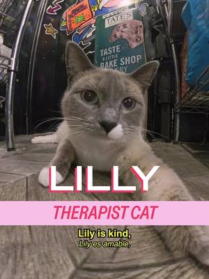 Meet Lilly in Greenpoint. Lilly is SHY! She’s so shy! Since she runs away so often, you’ll be lucky to see her. BUT if you do, it’s worth it. Described as a therapist cat, Lilly is demure and sweet and very much not a hunter.  She’s also the little sister of Lionel. Total opposites in personality but Lionel is adorable as well. Together, they really hold the fort down on Nassua. Show by Mad Realities Host: @MICHELLADONNA  Creative Producer/DP: Drew Rosenthal  Editor: Sean Fitzmaurice  Graphic Design: Alex Mi  AE: Ryan Novak  PA: Vivienne S Post Producer: Christian Wallace Shriver #animals #brooklyn #fashiontok 